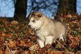 ALASKAN MALAMUTE 583